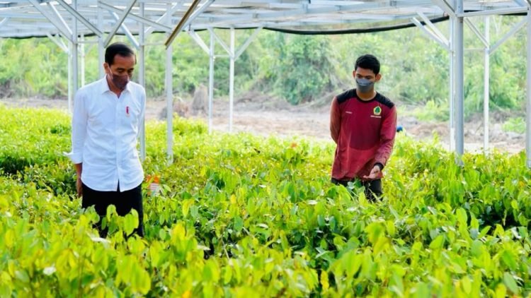 Tinjau Persemaian Mentawir, Presiden: Pembangunan IKN Diawali dengan Rehabilitasi Lahan