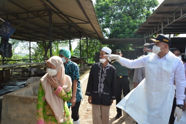 Pastikan Hewan Ternak Tak Terpapar PMK, Bupati Zaki Pantau Penggemukan Sapi