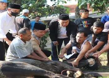 Polres Cilegon Polda Banten kurbankan 20 ekor sapi dan 30 ekor kambing.