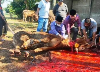 Wabup Tangerang Mad Romli Bagikan 55 Hewan Kurban