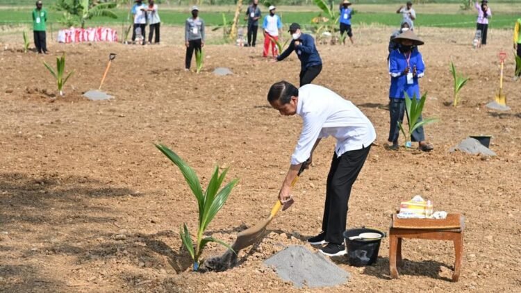 Antisipasi Krisis Pangan, Presiden Dorong Pemanfaatan Lahan Pekarangan dan Lahan Tidak Produktif