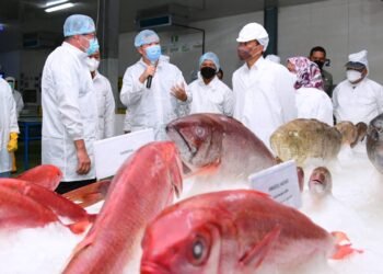 Presiden Jokowi Tinjau Unit Pengolahan Ikan dan Budidaya Rumput Laut di Provinsi Maluku