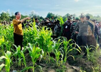 Harapan Petani Kabupaten Keerom terhadap Lumbung Pangan Jagung