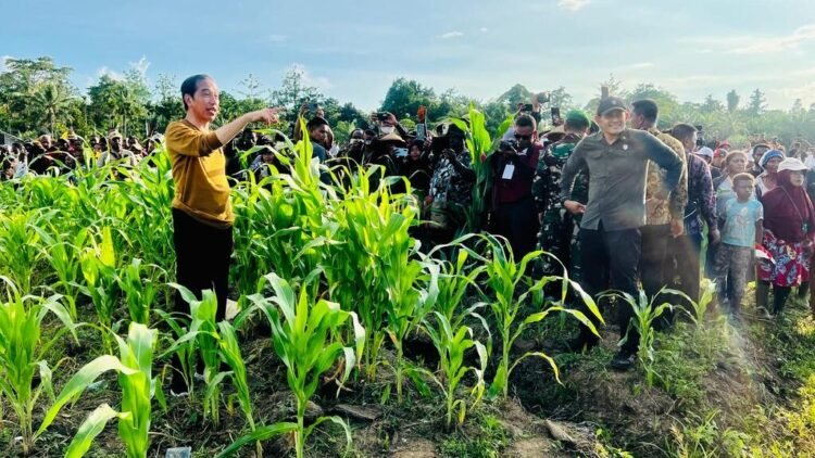 Harapan Petani Kabupaten Keerom terhadap Lumbung Pangan Jagung