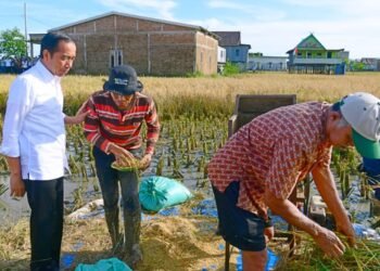 Maros Lumbung Beras Sulsel, Presiden: Surplus Panen Bisa untuk Daerah Lain