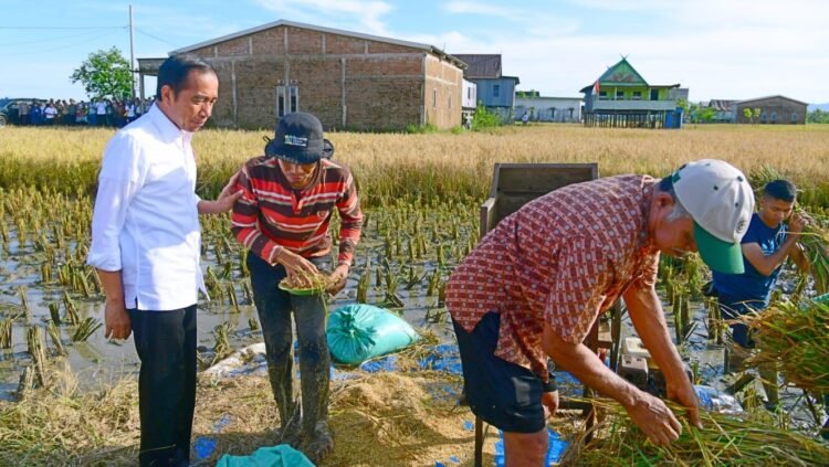 Maros Lumbung Beras Sulsel, Presiden: Surplus Panen Bisa untuk Daerah Lain