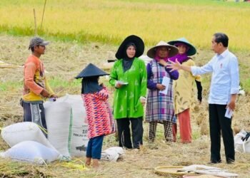 Presiden Jokowi Hampiri Petani yang Sedang Panen, Cek Langsung Harga Gabah