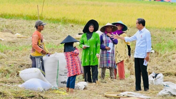 Presiden Jokowi Hampiri Petani yang Sedang Panen, Cek Langsung Harga Gabah