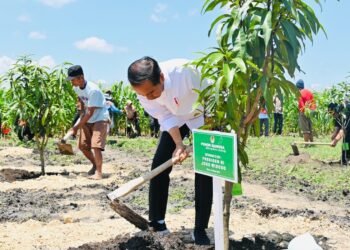 Presiden Jokowi Tanam Pohon Mangga bersama Para Petani