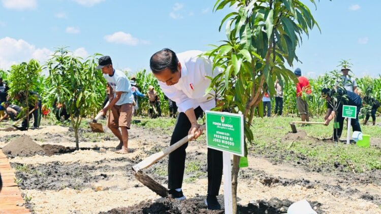 Presiden Jokowi Tanam Pohon Mangga bersama Para Petani