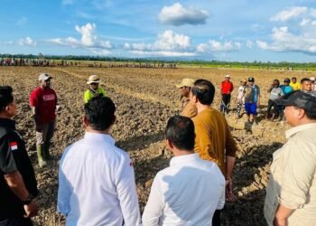 Presiden Jokowi Tinjau Food Estate di Keerom Papua