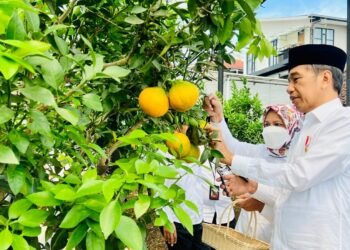 Presiden Jokowi dan Ibu Iriana Tinjau Area Pertanian Kopontren Al-Ittifaq