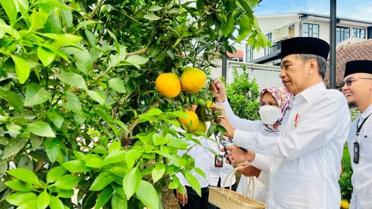 Presiden Jokowi dan Ibu Iriana Tinjau Area Pertanian Kopontren Al-Ittifaq