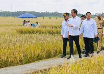 Presiden Minta Badan Pangan Nasional Hitung Harga Gabah Kering Petani