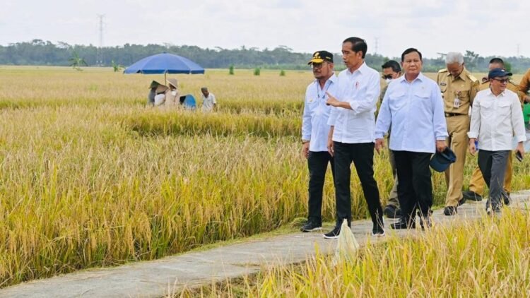 Presiden Minta Badan Pangan Nasional Hitung Harga Gabah Kering Petani