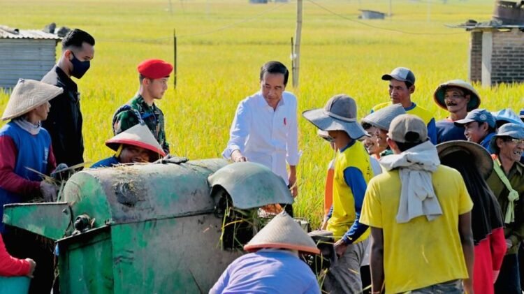 Presiden Tegaskan Upaya Pemerintah Seimbangkan Harga Gabah