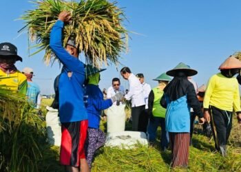 Tinjau Panen Raya di Ngawi, Presiden Jokowi: Produktivitas Tiap Daerah Berbeda