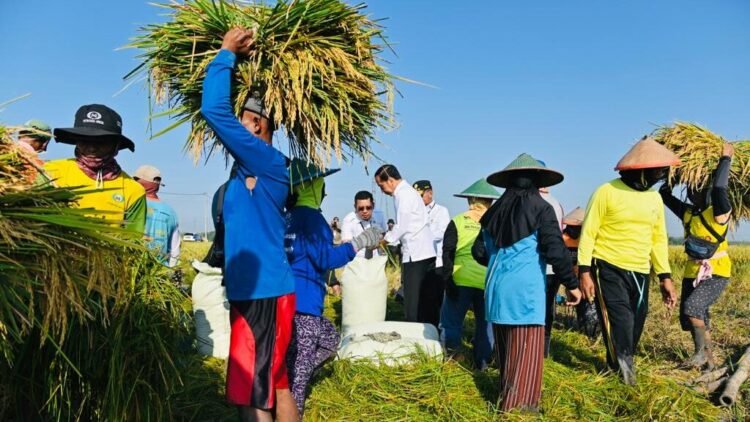 Tinjau Panen Raya di Ngawi, Presiden Jokowi: Produktivitas Tiap Daerah Berbeda