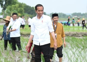 Tanam Padi Bersama Petani di Tuban, Presiden Apresiasi Penggunaan Pupuk Organik