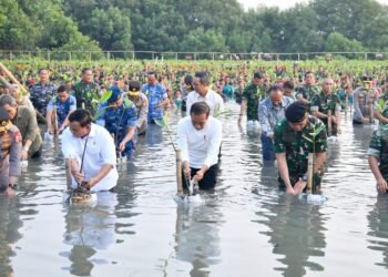 Presiden Apresiasi Penanaman Serentak untuk Rehabilitasi Hutan Mangrove di Tanah Air