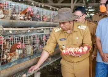 Al Muktabar Tinjau Peternakan Ayam Petelur