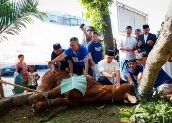 Wakil Wali Kota Tangsel Pilar Sembelih Hewan Kurban Sendiri