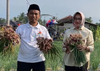 Di Pandeglang, Airin Rachmi Diany Panen Bawang Merah Bersama Petani