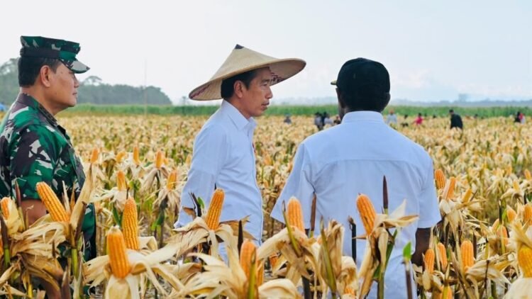Presiden Jokowi Tinjau Ladang Jagung di Kabupaten Keerom