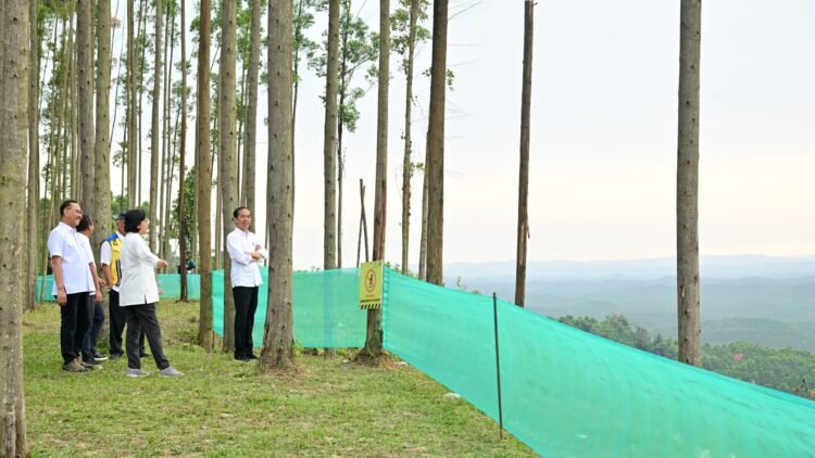 Pagi Hari di IKN, Presiden Tunjukkan Para Menteri Pemandangan IKN dari Atas Bukit