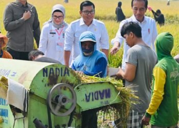 Panen Raya di Indramayu, Presiden Pastikan Produksi Padi Baik