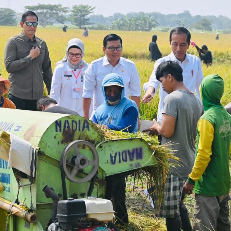 Panen Raya di Indramayu, Presiden Pastikan Produksi Padi Baik