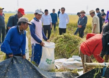 Panen Raya di Subang, Presiden: Diharapkan Tambah Cadangan Beras Kita