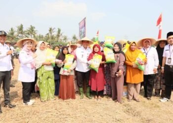 Pj Bupati Tangerang Andi Ony Gelar Panen Raya Padi Bersama Petani