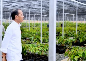 Presiden Jokowi Ajak Sejumlah Pemimpin Perusahaan Tinjau Persemaian Mentawir