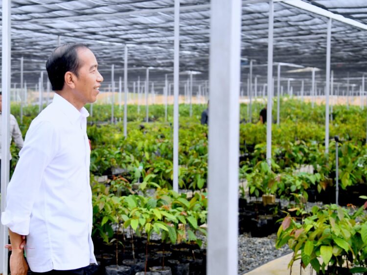 Presiden Jokowi Ajak Sejumlah Pemimpin Perusahaan Tinjau Persemaian Mentawir