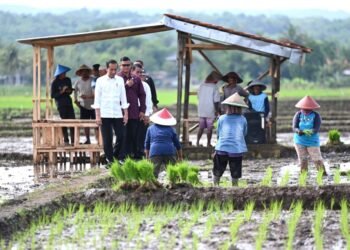 Presiden Jokowi Tinjau Kegiatan Tanam Padi di Kabupaten Banyumas