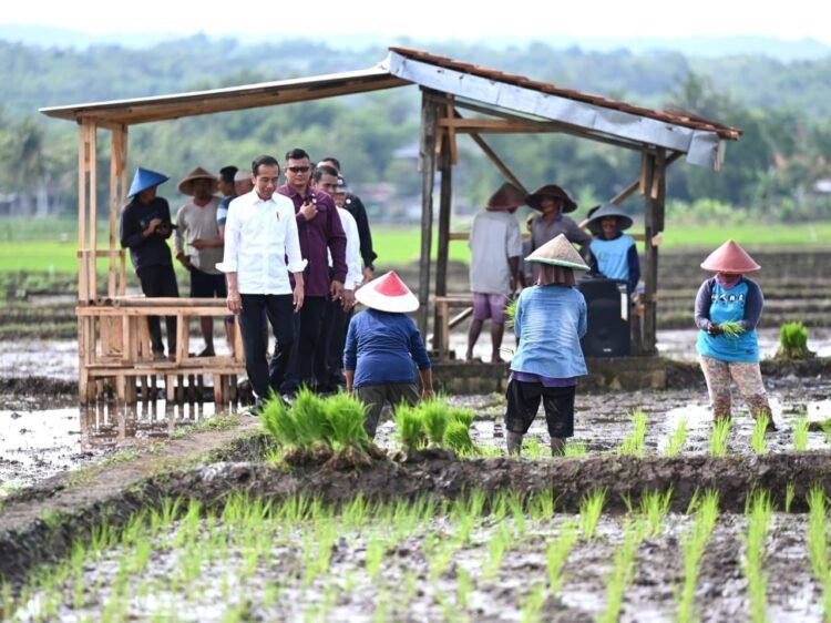 Presiden Jokowi Tinjau Kegiatan Tanam Padi di Kabupaten Banyumas
