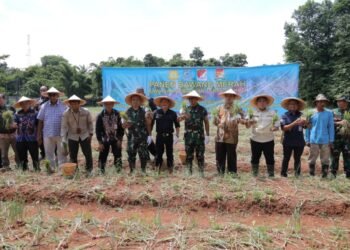 Wujudkan Kemandirian Pangan, Pemkot Tangsel Berhasil Panen Bawang Merah