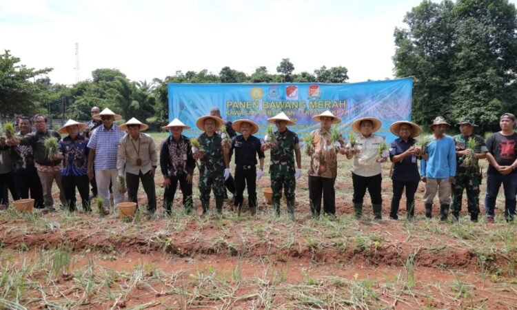 Wujudkan Kemandirian Pangan, Pemkot Tangsel Berhasil Panen Bawang Merah
