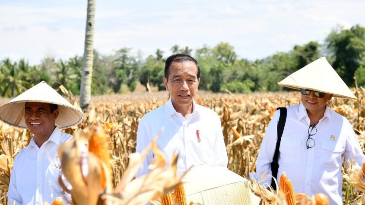 Tinjau Panen Jagung di Boalemo, Presiden Dorong Peningkatan Produksi dan Kesejahteraan Petani