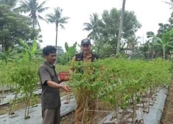 DPKP Kabupaten Tangerang Panen Cabai di Lahan BPP