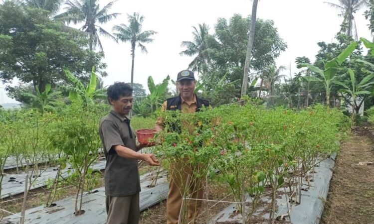 DPKP Kabupaten Tangerang Panen Cabai di Lahan BPP