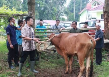Kebutuhan Hewan Kurban Diprediksi Naik, DPKP Kabupaten Tangerang Lakukan Pengawasan di 664 Titik