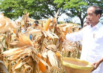 Tinjau Panen Jagung di Sumbawa, Presiden Tegaskan Pentingnya Keseimbangan Harga