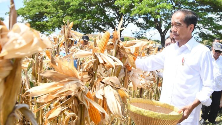 Tinjau Panen Jagung di Sumbawa, Presiden Tegaskan Pentingnya Keseimbangan Harga