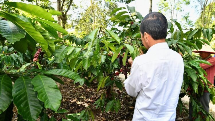 Panen Kopi di Lampung Barat, Presiden Jokowi Dorong Peningkatan Produktivitas