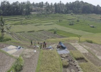 Panen Padi Organik dengan Pupuk ExtraGen, Petani Banten: Hasilnya Memuaskan, Berasnya Lebih Wangi dan Pulen