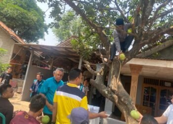 Momen Unik Saat Kampanye di Jelupang, Benyamin Davnie Disuguhi Jeruk Bali yang Langsung Dipetik dari Pohon