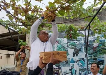 Camat Pasar Kemis Nurhanudin Panen Anggur Varietas Impor di Perumahan Taman Buah Kuta Bumi