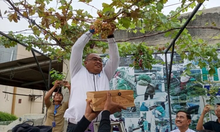 Camat Pasar Kemis Nurhanudin Panen Anggur Varietas Impor di Perumahan Taman Buah Kuta Bumi